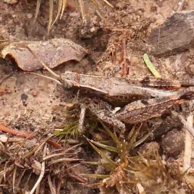 Phaulacridium vittatum (Wingless Grasshopper) at O'Connor, ACT - 18 Mar 2024 by ConBoekel