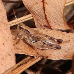 Phaulacridium vittatum (Wingless Grasshopper) at Bruce Ridge - 18 Mar 2024 by ConBoekel