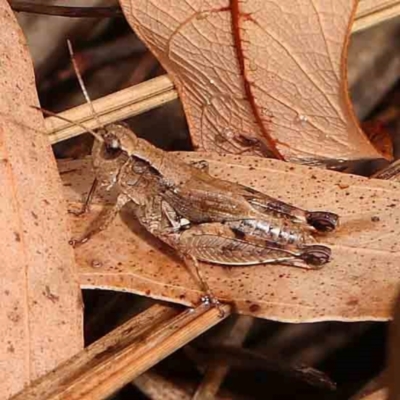 Phaulacridium vittatum (Wingless Grasshopper) at Bruce Ridge - 18 Mar 2024 by ConBoekel