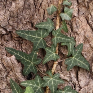 Hedera helix at Bruce Ridge - 18 Mar 2024