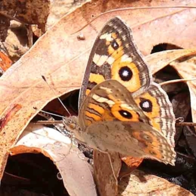 Junonia villida (Meadow Argus) at Bruce Ridge - 18 Mar 2024 by ConBoekel