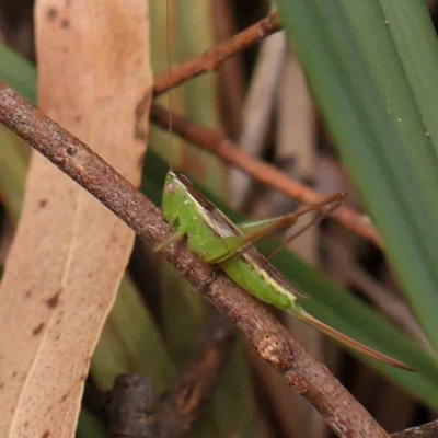 Conocephalus semivittatus (Meadow katydid) at O'Connor, ACT - 18 Mar 2024 by ConBoekel