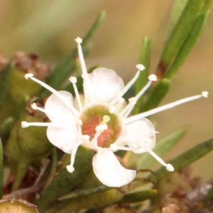 Kunzea ericoides (Burgan) at O'Connor, ACT - 18 Mar 2024 by ConBoekel