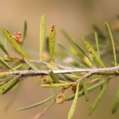 Kunzea ericoides at Bruce Ridge - 18 Mar 2024