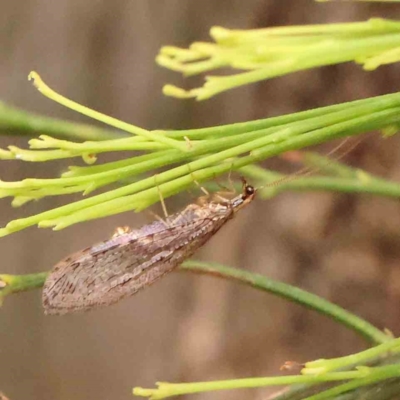 Stenosmylus tenuis (Osmylid lacewing) at O'Connor, ACT - 18 Mar 2024 by ConBoekel