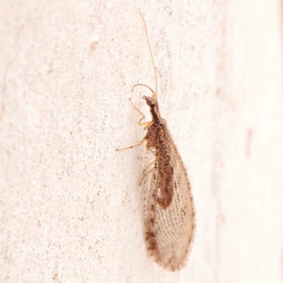 Stenosmylus tenuis (Osmylid lacewing) at O'Connor, ACT - 18 Mar 2024 by ConBoekel