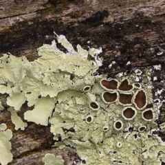 Flavoparmelia sp. (Flavoparmelia Lichen) at O'Connor, ACT - 18 Mar 2024 by ConBoekel