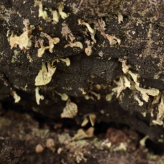 Unidentified Moss, Liverwort or Hornwort at Bruce Ridge - 18 Mar 2024 by ConBoekel