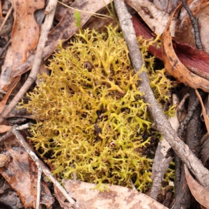 Cladia aggregata at Bruce Ridge - 18 Mar 2024