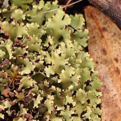 Unidentified Lichen at Bruce Ridge - 18 Mar 2024 by ConBoekel