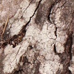 Unidentified Lichen at Bruce Ridge - 18 Mar 2024 by ConBoekel