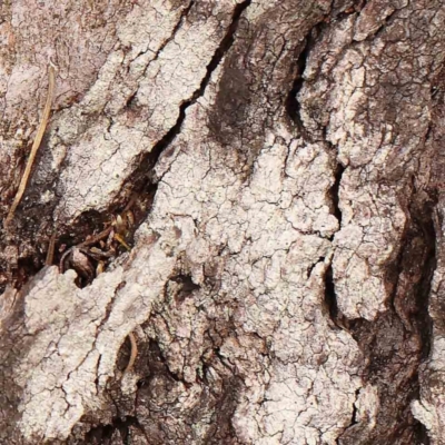 Unverified Lichen at Bruce Ridge - 18 Mar 2024 by ConBoekel
