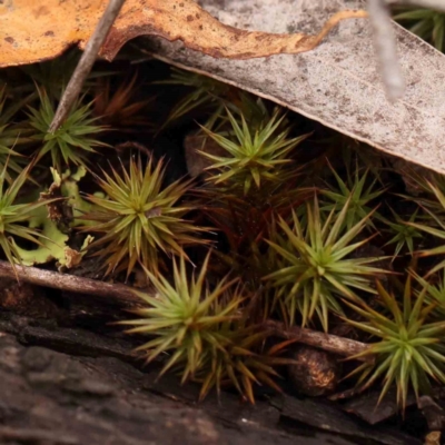 Unverified Moss, Liverwort or Hornwort at Bruce Ridge - 18 Mar 2024 by ConBoekel