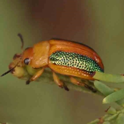 Calomela parilis (Leaf beetle) at O'Connor, ACT - 18 Mar 2024 by ConBoekel