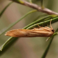 Lithosiini (tribe) (Footman) at Bruce Ridge - 18 Mar 2024 by ConBoekel