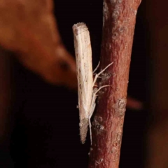 Culladia cuneiferellus (Crambinae moth) at O'Connor, ACT - 18 Mar 2024 by ConBoekel