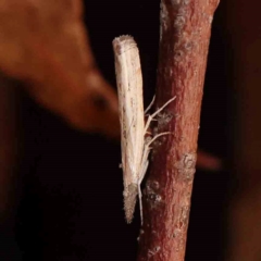 Culladia cuneiferellus (Crambinae moth) at Bruce Ridge - 18 Mar 2024 by ConBoekel