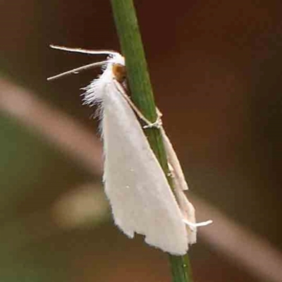 Tipanaea patulella (The White Crambid moth) at Bruce Ridge - 18 Mar 2024 by ConBoekel