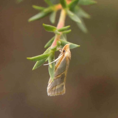Thudaca obliquella (A Gelechioid moth (Hypertrophidae)) at O'Connor, ACT - 18 Mar 2024 by ConBoekel