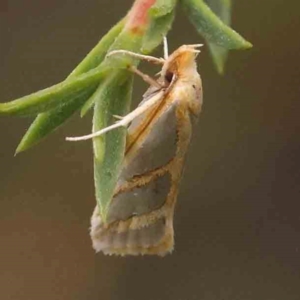 Thudaca obliquella at Bruce Ridge - 18 Mar 2024