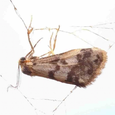 Anestia ombrophanes (Clouded Footman) at Bruce Ridge - 18 Mar 2024 by ConBoekel