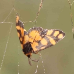 Asura lydia (Lydia Lichen Moth) at O'Connor, ACT - 18 Mar 2024 by ConBoekel