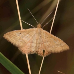 Scopula rubraria (Reddish Wave, Plantain Moth) at O'Connor, ACT - 18 Mar 2024 by ConBoekel