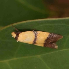 Heteroteucha translatella (Heteroteucha translatella) at O'Connor, ACT - 18 Mar 2024 by ConBoekel