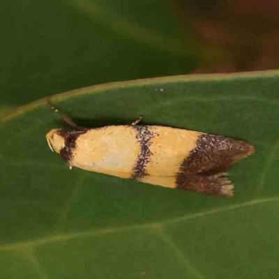 Heteroteucha translatella (Heteroteucha translatella) at O'Connor, ACT - 18 Mar 2024 by ConBoekel