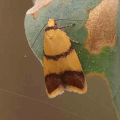 Heteroteucha translatella (Heteroteucha translatella) at Bruce Ridge - 18 Mar 2024 by ConBoekel