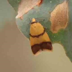 Heteroteucha translatella at Bruce Ridge - 18 Mar 2024