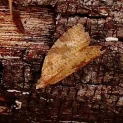 Meritastis ursina (A Tortricid moth) at O'Connor, ACT - 18 Mar 2024 by ConBoekel