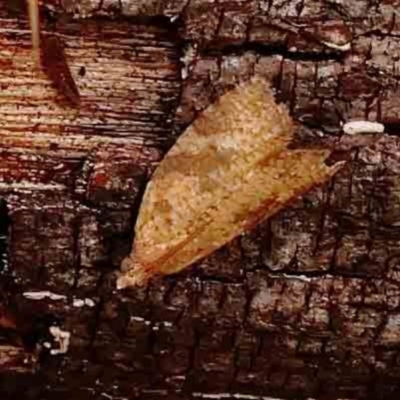 Unidentified Moth (Lepidoptera) at O'Connor, ACT - 18 Mar 2024 by ConBoekel