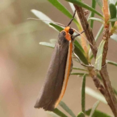 Palaeosia bicosta (Two-ribbed Footman) at O'Connor, ACT - 18 Mar 2024 by ConBoekel