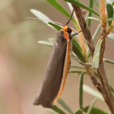 Palaeosia bicosta (Two-ribbed Footman) at Bruce Ridge - 18 Mar 2024 by ConBoekel