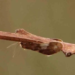 Anestia semiochrea (Marbled Footman) at O'Connor, ACT - 18 Mar 2024 by ConBoekel