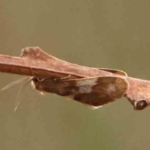 Anestia semiochrea at Bruce Ridge - 18 Mar 2024