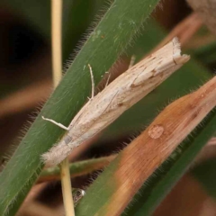 Culladia cuneiferellus (Crambinae moth) at Bruce Ridge - 18 Mar 2024 by ConBoekel