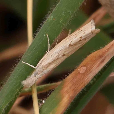 Culladia cuneiferellus (Crambinae moth) at O'Connor, ACT - 18 Mar 2024 by ConBoekel