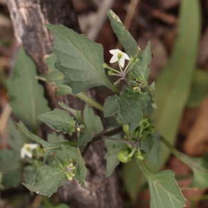 Solanum nigrum at Bruce Ridge - 18 Mar 2024