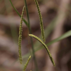 Paspalum dilatatum (Paspalum) at Bruce Ridge - 18 Mar 2024 by ConBoekel