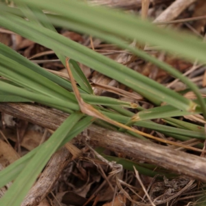 Paspalum dilatatum at Bruce Ridge - 18 Mar 2024