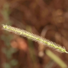 Setaria parviflora (Slender Pigeon Grass) at O'Connor, ACT - 18 Mar 2024 by ConBoekel