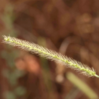 Setaria parviflora (Slender Pigeon Grass) at Bruce Ridge - 18 Mar 2024 by ConBoekel