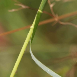 Setaria parviflora at Bruce Ridge - 18 Mar 2024