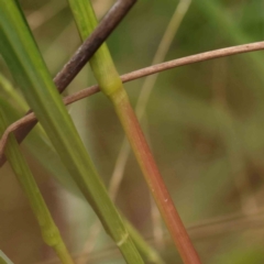 Setaria parviflora at Bruce Ridge - 18 Mar 2024