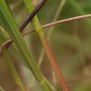 Setaria parviflora at Bruce Ridge - 18 Mar 2024