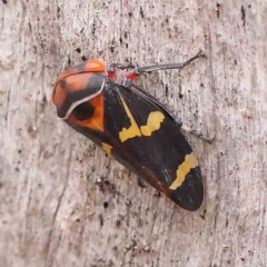 Eurymeloides pulchra (Gumtree hopper) at O'Connor, ACT - 18 Mar 2024 by ConBoekel