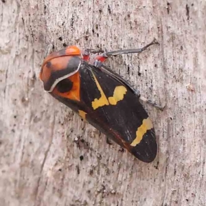 Eurymeloides pulchra at Bruce Ridge - 18 Mar 2024