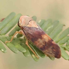 Brunotartessus fulvus (Yellow-headed Leafhopper) at O'Connor, ACT - 18 Mar 2024 by ConBoekel